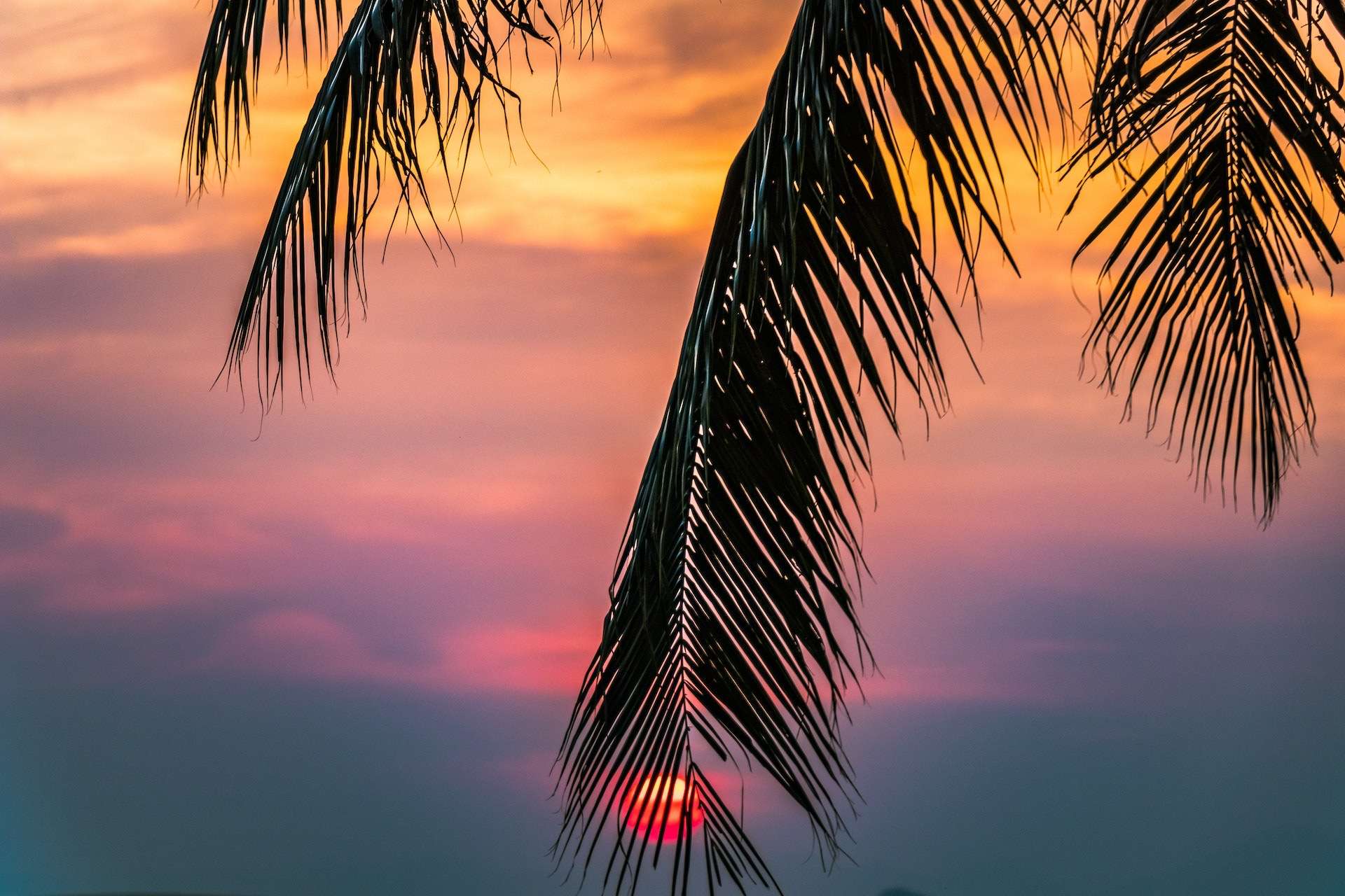 Ветка пальмы закат океан
